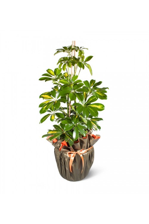 Schefflera (Şeflera) Bitkisi